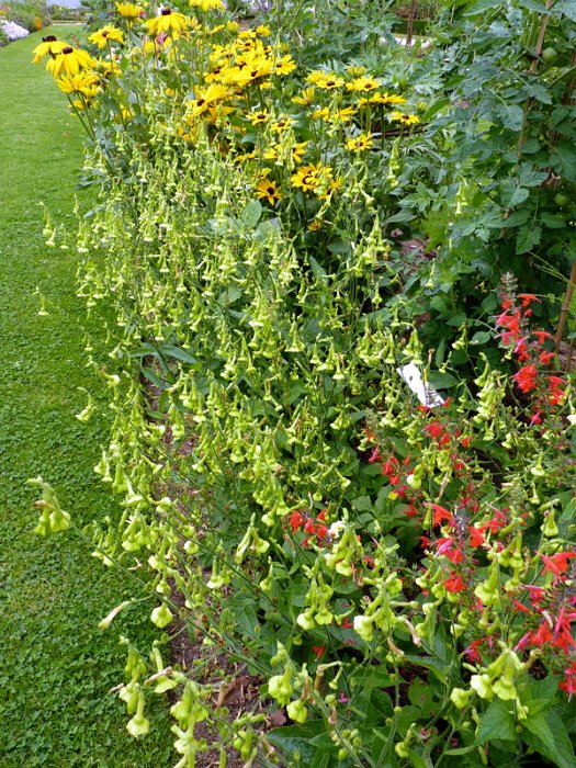 Nicotiana langsdorfii (2)